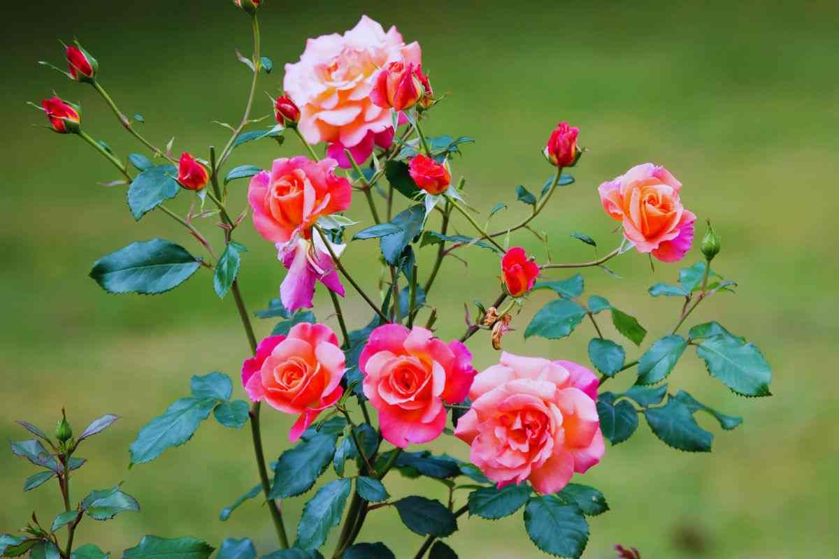 il compost di pannolini per un cespuglio di rose