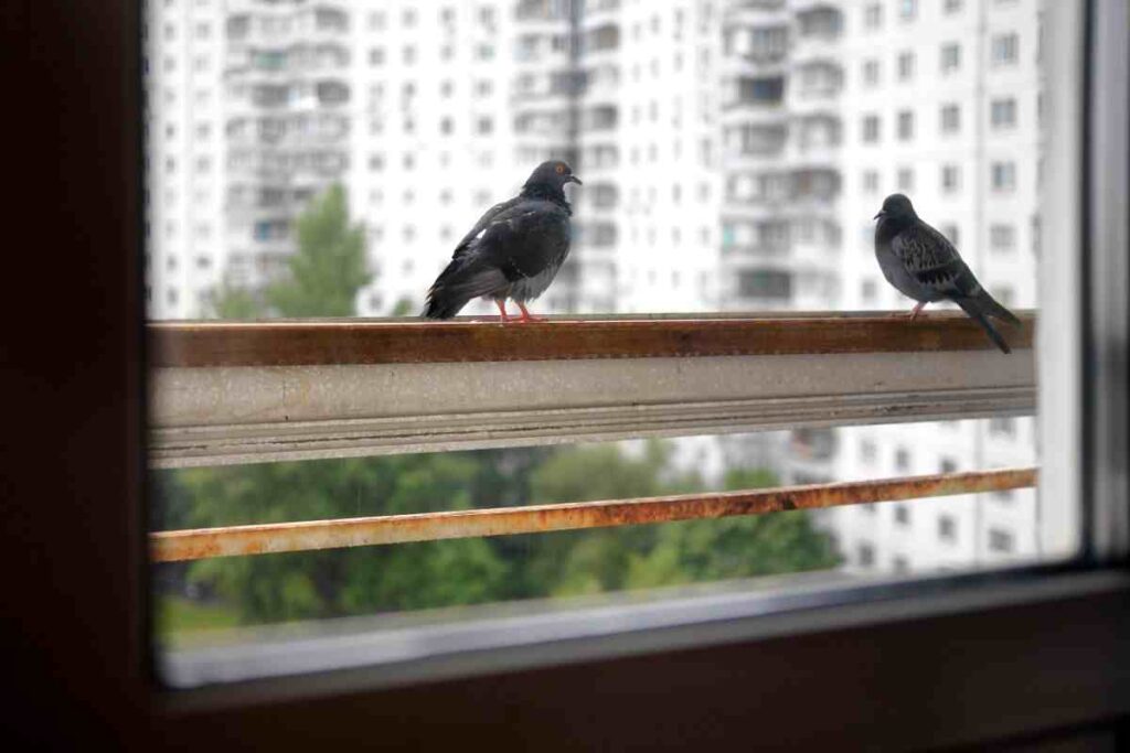 piccini sul balcone: i rimedi fai da te per allontanarli