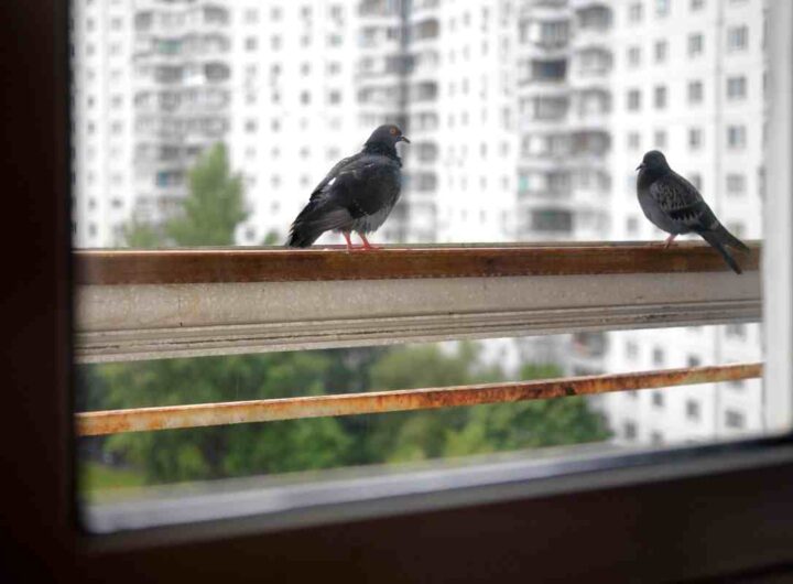 piccini sul balcone: i rimedi fai da te per allontanarli