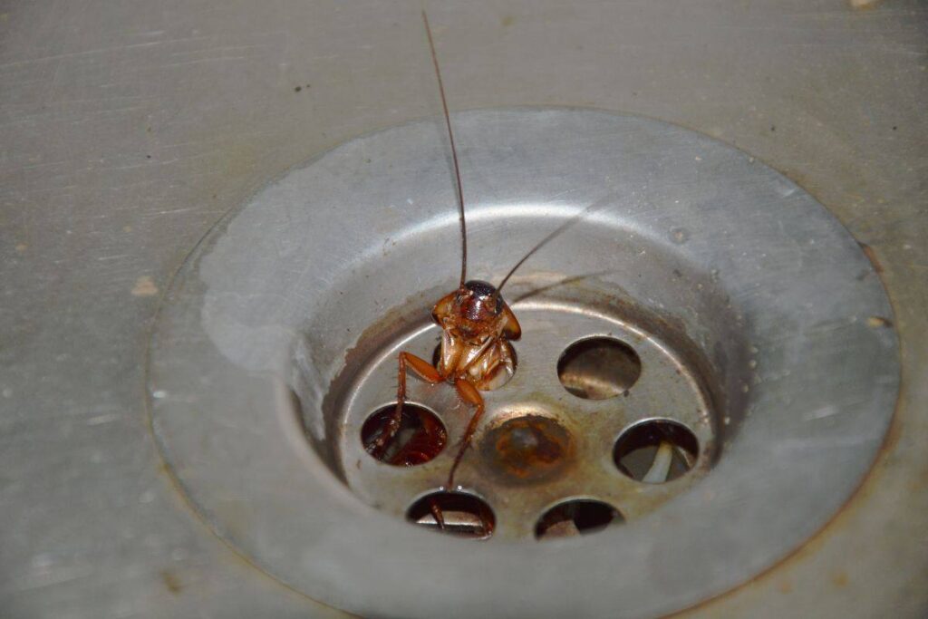 Attenzione a questi animali, potrebbero risalire dagli scarichi