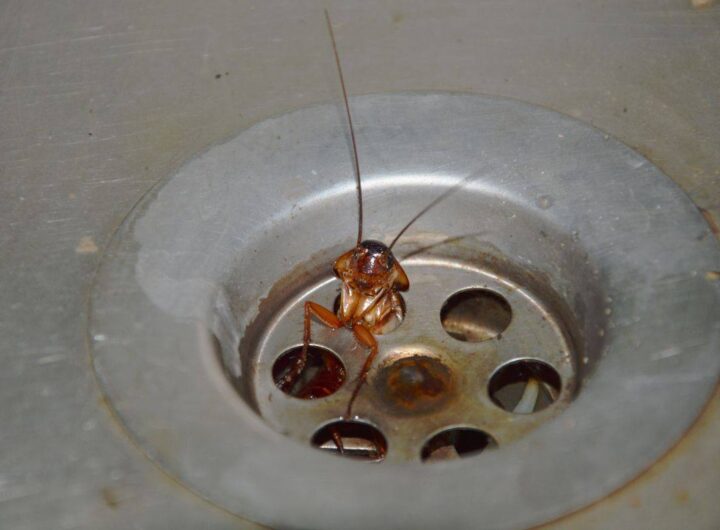 Attenzione a questi animali, potrebbero risalire dagli scarichi