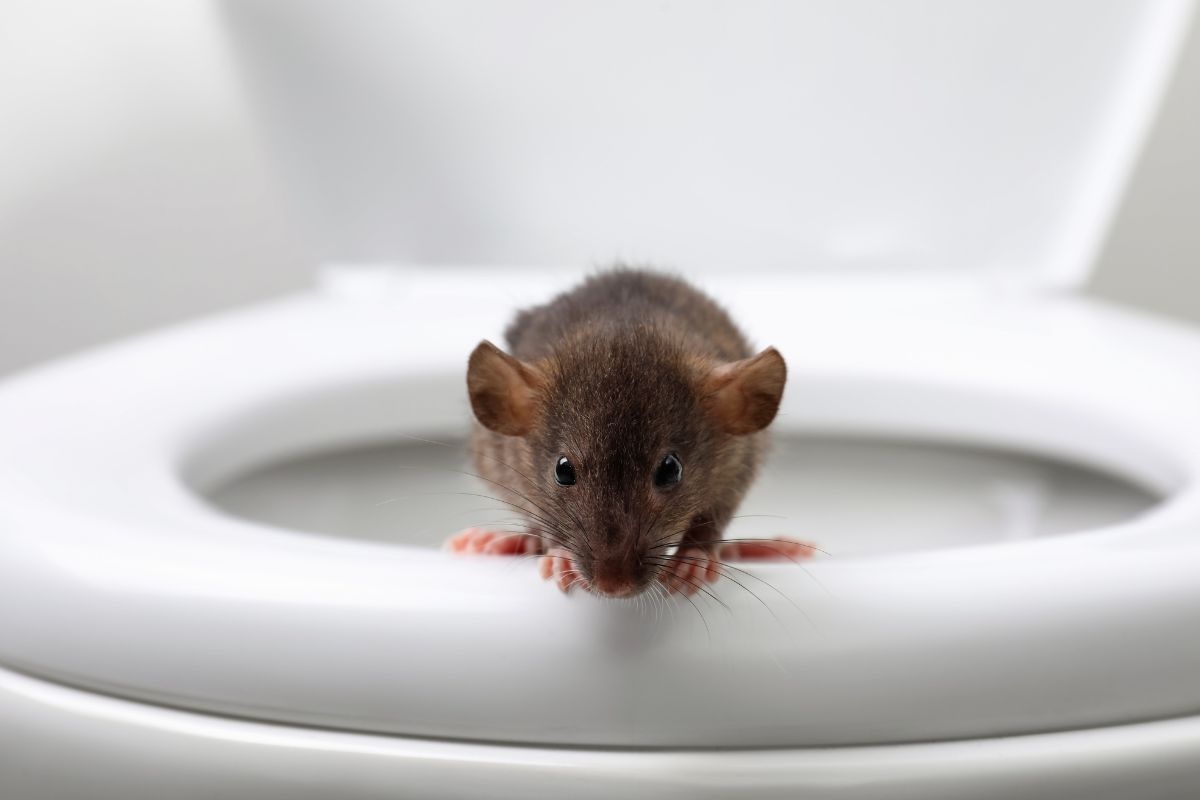 Attenzione a questi animali, potrebbero risalire dagli scarichi